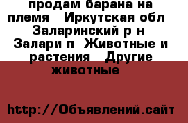 продам барана на племя - Иркутская обл., Заларинский р-н, Залари п. Животные и растения » Другие животные   